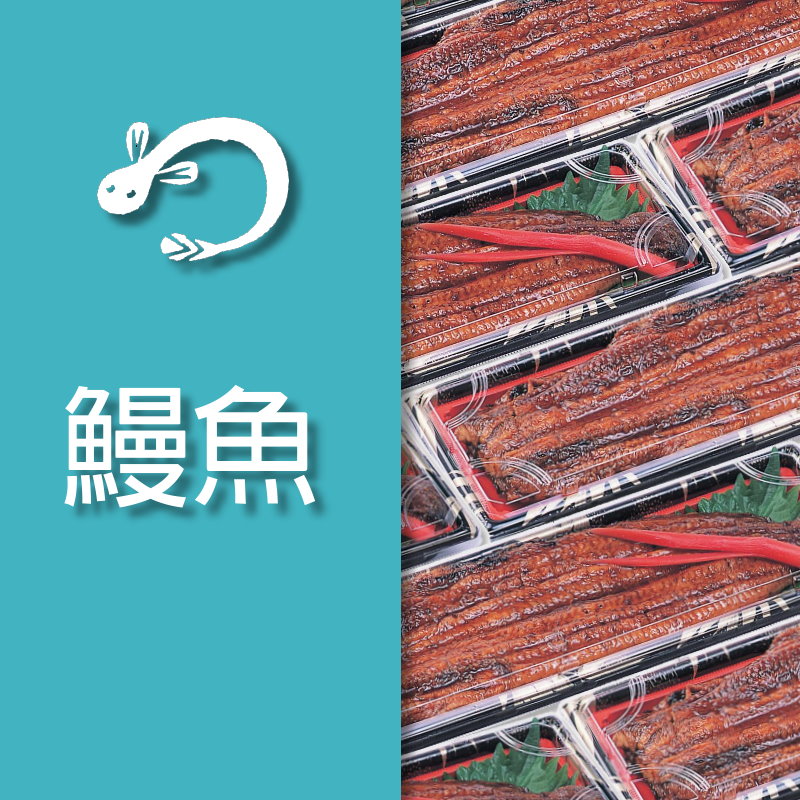 鰻魚専用
